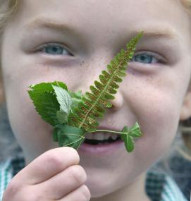 Auch Farn wächst am Wegesrand. <br>Foto: LWL / W. Fischer<br />