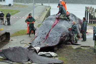 Das Präparationsteam des LWL-Museums für Naturkunde zerlegte im November 2011 den  vor der Nordseeinsel  Pellworm angespülten Pottwal direkt vor Ort. <br>Foto: Etzkorn<br />
