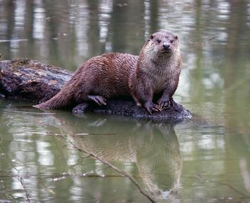 Der Fischotter ist nicht nur niedlich anzusehen sondern auch der Mittelpunkt des neuen Werkstattnachmittags im LWL-Museum für Naturkunde.  <br>Foto: LWL/Kriegs<br />