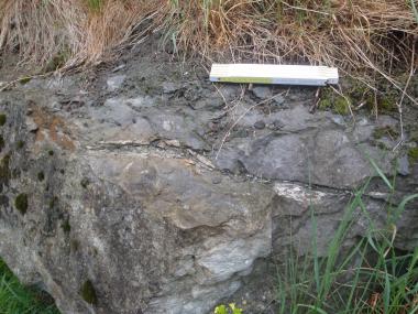 Die helle Linie entlang des Kalkstein-Blocks zeigt eine Struktur, die möglicherweise Wirbeltier-Knochen sein könnten. <br>Foto: LWL/Grzegorczyk<br />
