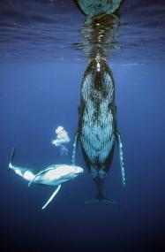 Eins der 22 Siegerfotos: Achim Goeke fotografierte eine Buckelwalkuh mit ihrem Kalb. <br>Foto: Achim Goeke aus Roth<br />