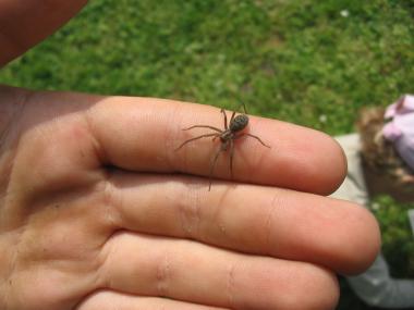Keine Angst vor Spinnen haben die ¿Zechen-Detektive¿ auf Zollern. <br>Foto: LWL/Ehses<br />