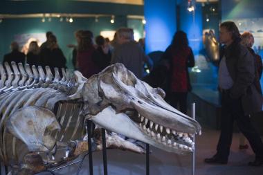 3.800 Besucher lockte die Wal-Ausstellung am ersten Wochenende in das LWL-Museum für Naturkunde in Münster. <br>Foto: LWL/Oblonczyk<br />
