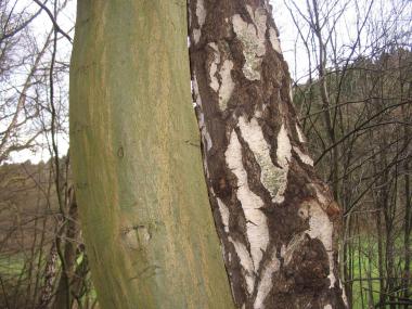 Buche und Birke im stillen Miteinander. <br>Foto: LWL/Ehses<br />