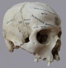Wo sitzt die Schlauheit? Nach der Lehre von Dr. Franz Joseph Gall konnten die Charaktereigenschaften am sogenannten ¿phrenologischen Schädel¿ ertastet werden. <br>Foto: rem Mannheim/Dr. Doris Döppes<br />