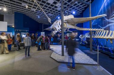 Allerlei zu Entdecken gibt es über die Meeressäuger in der Sonderausstellung ¿Wale ¿ Riesen der Meere¿. <br>Foto: LWL/Oblonczyk<br />