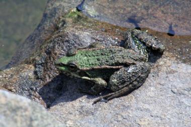 Auch der Grünfrosch zieht sich in sein Winterquartier zurück. <br>Foto: LWL<br />