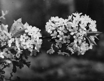 Kirschblüten an Weihnachten sollen Glück bringen. <br> Foto: LWL-Archiv/Theo Klein-Happe<br />