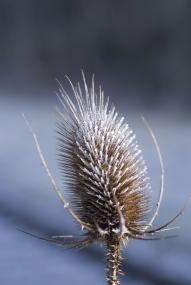 Vertrocknete Blüten wie von dieser Distel eigenen sich hervorragend zum Basteln. <br>Foto: LWL<br />