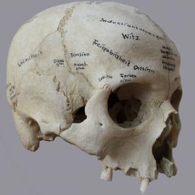 Wo sitzt die Schlauheit? Nach der Lehre von Dr. Franz Joseph Gall konnten die Charaktereigenschaften am sogenannten "Phrenologischen Schädel" ertastet werden. <br>Foto: rem/Dr. Doris Döppes<br />