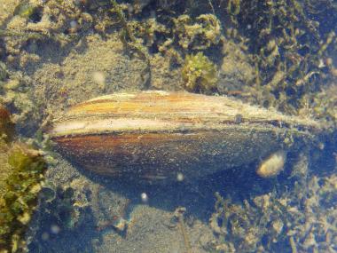 Lebende Malermuschel im Restwasser vor der Helling. <br>Foto: LWL/You<br />