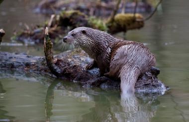 Belegt mittels Fotofalle: es gibt wieder Fischotter im Münsterland.<br> Foto: LWL/Kriegs<br />