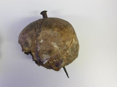 Dieser Schädel aus Kobern-Gondorf, Kr. Mayen-Koblenz, stammt aus dem 1. Jahrhundert vor Christus und war vermutlich als Trophäe an ein keltisches Wohnhaus genagelt worden. <br>Foto: © Wilfried Rosendahl, rem<br />