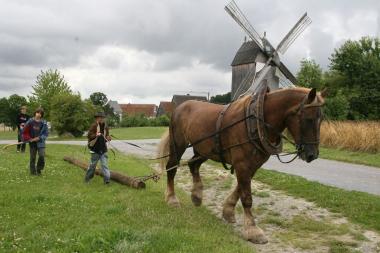 ¿Holzrücken mit Kaltblutpferd¿ lautet der Titel eines viertägigen Workshops im LWL-Freilichtmuseum Detmold. Foto: LWL