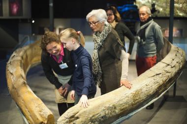 Im Maul des größten Tieres der Erde, dem Blauwal, wird der Unterkiefer getastet. <br>Foto: LWL/Oblonczyk.