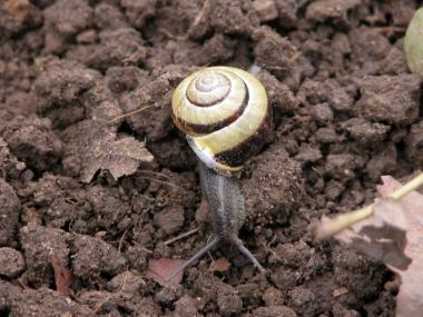 Mit etwas Glück spüren die Zechen-Detektive auch eine Schnirkelschnecke auf. <br>Foto: LWL / B. Ehses