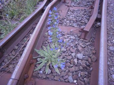 Ein Natternkopf streckt seine blauen Blüten aus dem Schotter der Bahngleise hervor. <br>Foto: LWL / Ehses