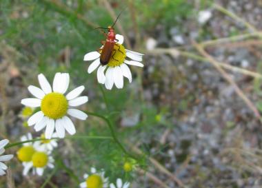 Der Weichkäfer hat einen duftenden Landeplatz gefunden. <br>Foto: LWL/Ehses