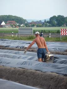 Spargelstecher in Lage (2012). <br>Foto: LWL/ Kulke