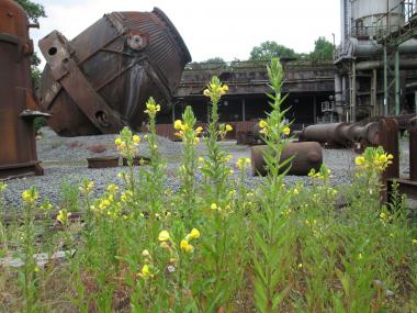 Nachtkerzen gehören zu den ¿Zauberpflanzen¿ auf der Henrichshütte. <br>Foto: LWL / Ehses