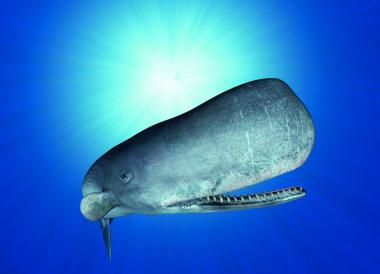 Der Pottwal steht im Mittelpunkt der Geschichte und auch im Mittelpunkt der Lesung im Planetarium aus dem Roman ¿Moby Dick¿. <br>Foto: LWL/Perdok