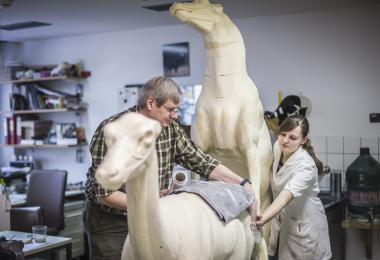 Ein "große" Aufgabe liegt vor den Präparatoren Rudolg Loheide und Jaqueline Winkler. Sie erstellen das größte Exponat der neuen Sonderausstellung. <br>Foto: LWL/Oblonczyk