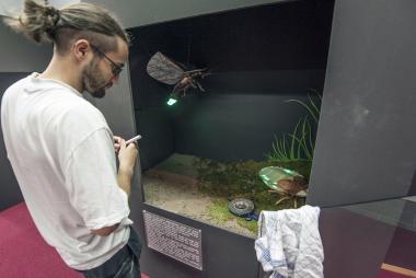 Der Präparator Naeem Ali testet seine Glühwürmchen in der Ausstellungsvitrine. <br>Foto: LWL/Oblonczyk