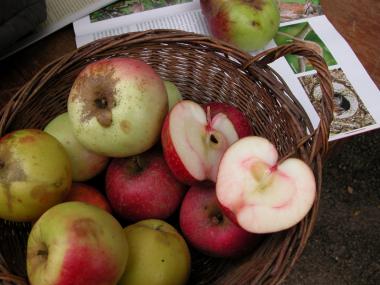 Biologisches Streuobst wird zu Apfelsaft verarbeitet. <br>Foto: Birgit Ehses