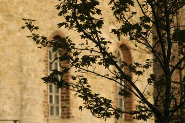 Bäume stehen diesmal im Mittelpunkt der Naturführung über die Zeche Nachtigall. <br>Foto: LWL/Hudemann