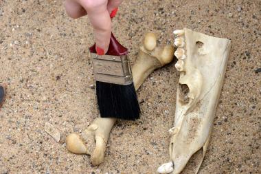Reste eines weihnachtlichen Festschmauses, oder gar stumme Zeugen eines Verbrechens? Antwort gibt die Weihnachtsgrabung im GrabungsCAMP. <br>Foto: LWL/Quickels