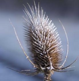 Vertrocknete Blütenstände eigenen sich gut zum Basteln. <br>Foto: LWL/Hehs
