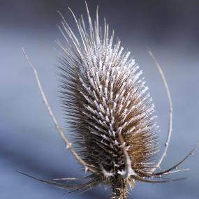 Vertrocknete Blütenstände eigenen sich gut zum Basteln. <br>Foto: LWL/Hehs
