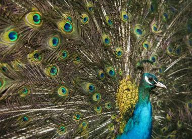 Dr. Jan Ole Kriegs spricht in seinem Vortrag zur Sex-Sonderausstellung über die bunte Vogelwelt. <br>Foto: LWL/Oblonczyk