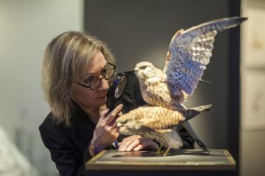 Die Schauspielerin Beate Reker bietet neue literarische Erkundungen durch die Sonderausstellung ¿Sex und Evolution¿ an. <br>Foto: LWL/Oblonczyk 
