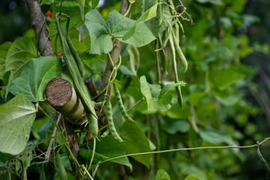 Passend zum Themenjahr ¿Marsch, marsch ins Beet ¿ Neu verliebt in alte Sorten¿ ist in der Saison 2014 im LWL-Freilichtmuseum Detmold an sieben sogenannten Lostagen eintrittsfrei. <br>Foto: LWL/DBCO