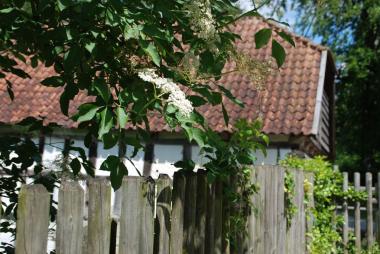 ¿Hollerbusch und Sommerzeit¿ lautet das Motto bei einem Aktionstag an Fronleichnam im LWL-Freilichtmuseum Detmold.<br>Foto: LWL/Lakenbrink