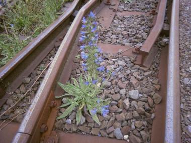 Ein Natternkopf streckt seine blauen Blüten aus dem Schotter der Bahngleise hervor.<br>Foto: LWL/Ehses