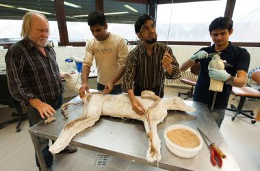 Unter Anleitung von Werner Beckmann, Leiter der zoologischen Präparation im LWL-Museum für Naturkunde (li.), präparieren die drei Gastwissenschaftler aus Bangladesch (Abdullah Al-Mamun, Delowar Hossain, Aminul Islam 2.v.li.n.re.) einen Hund. <br>Foto: LWL/Oblonczyk