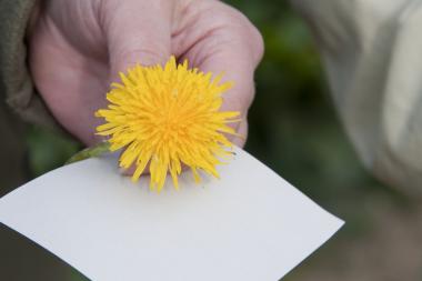 Die gelbe Blüte des Löwenzahns gehört zu den Wegbegleitern beim Naturspaziergang rund um die Zeche Zollern. <br>Foto: LWL