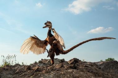 Das Modell des <i>Velociraptor</i> wird ab September in der neuen Ausstellung ¿Dinosaurier ¿ Die Urzeit lebt!¿ im LWL-Museum für Naturkunde in Münster zu sehen sein. <br>Foto: LWL/Oblonczyk