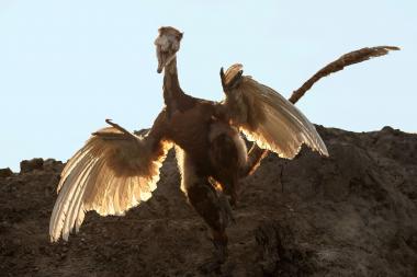 ¿Dinosaurier ¿ Die Urzeit lebt!¿ Heißt die neue Ausstellung im LWL-Museum für Naturkunde, die die neuesten wissenschaftlichen Erkenntnisse zu den befiederten Dinosauriern zeigt.<br>Foto: LWL/Oblonczyk