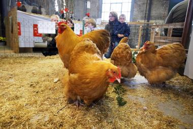Hühner und anderes Rassegeflügel zeigt sich Preisrichtern und Besuchern bei der Kreisverbandsschau auf der Zeche Zollern von seiner besten Seite.<br>Foto: LWL/Schütze 