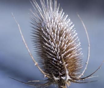 Vertrocknete Blütenstände eigenen sich gut zum Basteln. <br>Foto: LWL/Hehs 