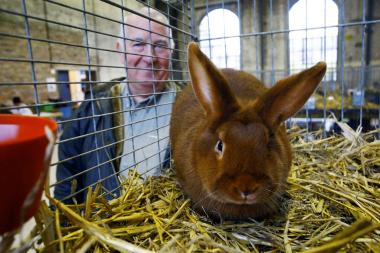 Schön anzusehen sind sie alle, aber einen Preis gibt es nur für die besten Rassekaninchen.<br>Foto: LWL/Schütze 