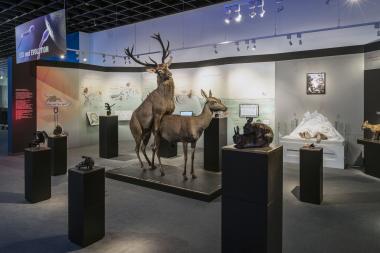Die Ausstellung ¿Sex und Evolution¿ wird bald geschlossen.<br>Foto: LWL/Oblonczyk. 