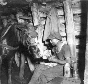 Buttern mit Grubenpferd auf der Zeche Robert Müser in Bochum-Werne im Jahr 1937. <br>Foto: montan.dok 