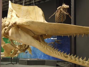 Bei dem generationenübergreifenden Werkstattnachmittag steht der Pottwal im Mittelpunkt der Erkundungen. <br>Foto: LWL/Fialla 