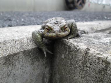 Die Kröten kommen. <br>Foto: LWL/Ehses