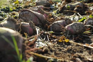 Bevor die Rüben geerntet werden können, müssen die Jungpflanzen am Samstag im LWL-Freilichtmuseum Detmold vereinzelt werden. <br>Foto: LWL/Stuke