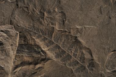 Dieses Fossil ist rund 300 Millionen Jahre alt und stammt aus der Karbonzeit.  <br>Foto: LWL/Hudemann